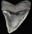 Fossil Megalodon Tooth #56839-1